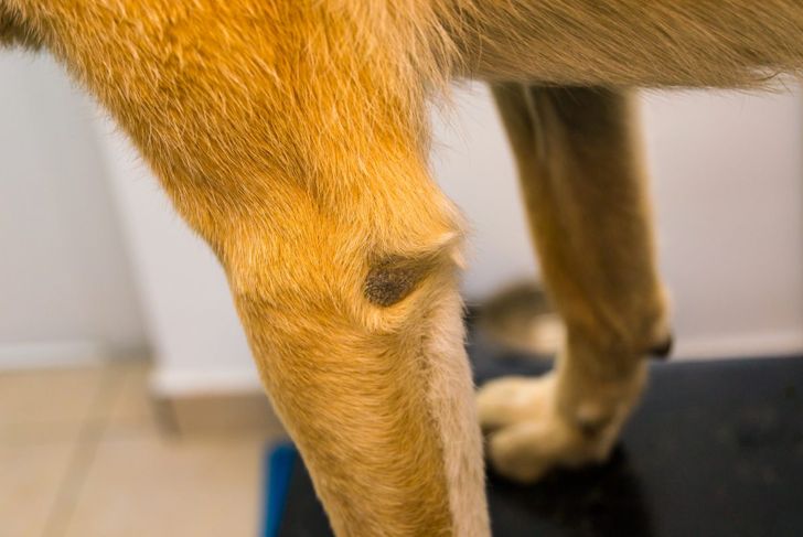 Dog elbow with callus pyoderma