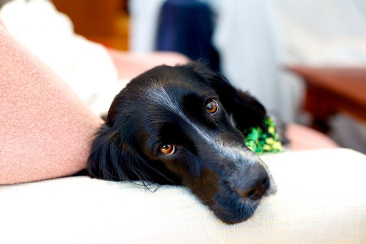 older dog