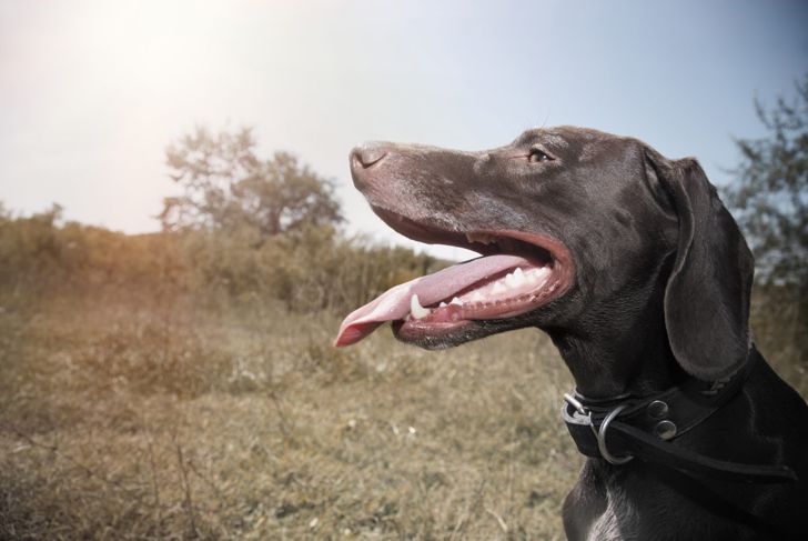 Different types of dogs