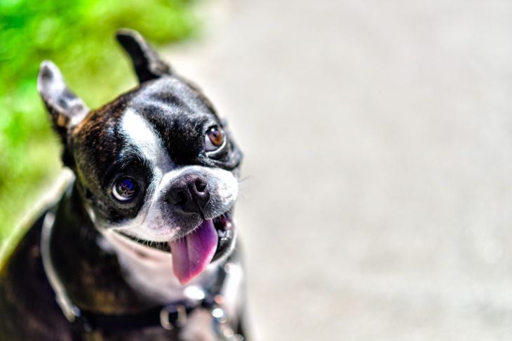 dog twisting neck