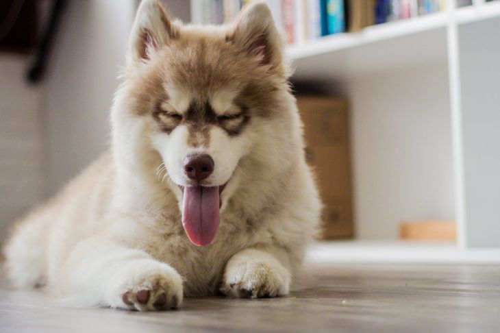 Husky dog