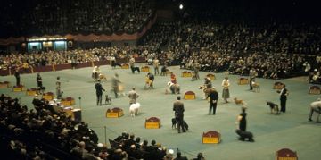 Controversy Follows Every Westminster Dog Show