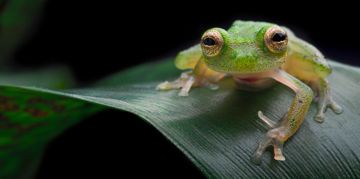 Awesome Animals That Really Exist