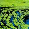 Toxic Algae: Look Before You Leap