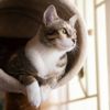 Kitty Quirks: Weird Cat Behavior, Explained