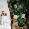 Protect Your Pooch: Poisonous Houseplants to Avoid