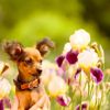 My Dog Ate an Iris! Should I Be Worried?