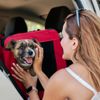 Look Out for Your Pets With a Disaster Plan