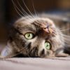 Do You Know Which Celebs Love Cats?