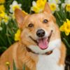 What if Your Dog Ate a Daffodil?