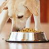 What is Aflatoxin Poisoning in Dogs?