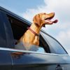 Leaving Your Dog in a Hot Car Is a Total No-No