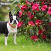What Happens if My Dog Eats Rhododendron?