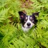 What Happens if My Dog Eats a Fern?