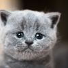 How Do I Know if My Cat Is Unhappy?