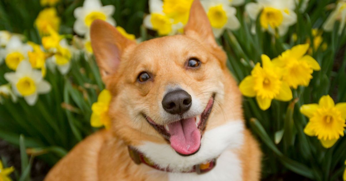 What if Your Dog Ate a Daffodil? Critter Culture