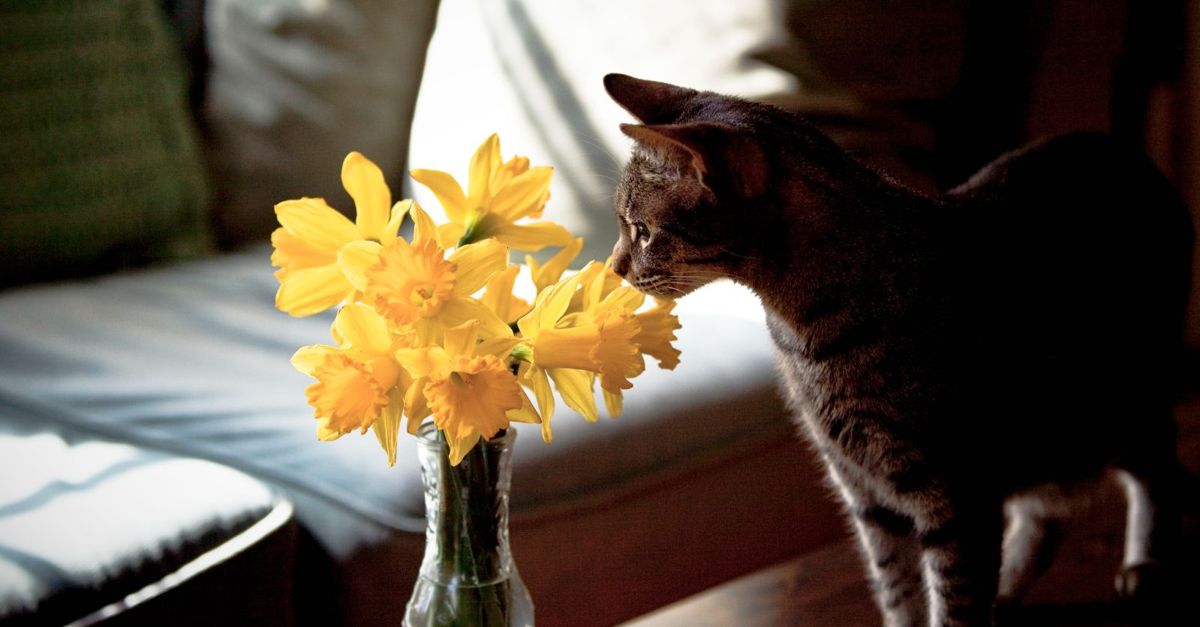 What if My Cat Ate a Daffodil? Critter Culture