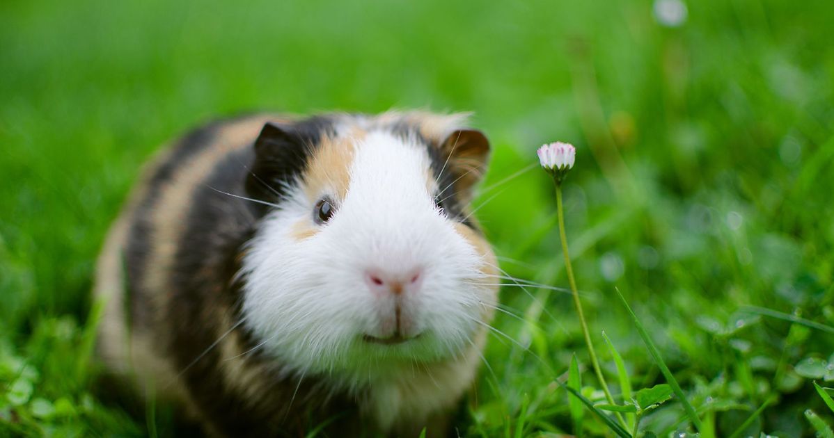 Get the Lowdown on Cuddly Guinea Pigs Critter Culture