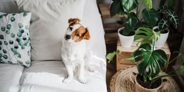 Protect Your Pooch: Poisonous Houseplants to Avoid