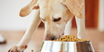 What is Aflatoxin Poisoning in Dogs?