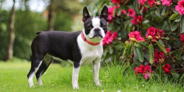 What Happens if My Dog Eats Rhododendron?