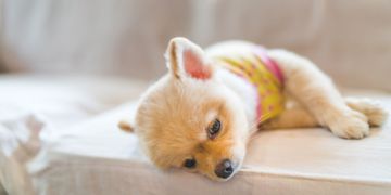 Signs Your Dog May Be Feeling a Little Blue