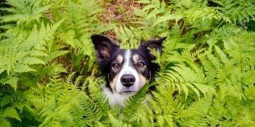 What Happens if My Dog Eats a Fern?