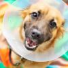 Aftercare Tips for a Pup With Stitches