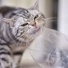 Why Do Some Cats Love to Lick Plastic?