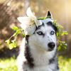 Easter Lilies and Dogs: Things You Should Know