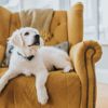 What if My Dog Has Hip Dysplasia?