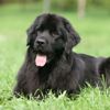 Learning About the Newfoundland Dog Breed