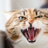 Cat Attack! Common Causes of Kitty Aggression