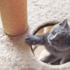 Tips to Keep Your Cat Happy When You're Away
