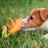 So My Dog Ate a Lily! What Should I Do?