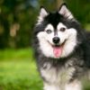 Your Guide to the Alaskan Klee Kai