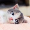 Facts About a Kitten's Turbocharged Development