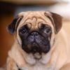 Why Does My Dog Have Eye Discharge?
