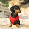 Is a Calming Vest Right for Your Dog?