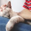 This Is Why Your Cat Sleeps on Top of You