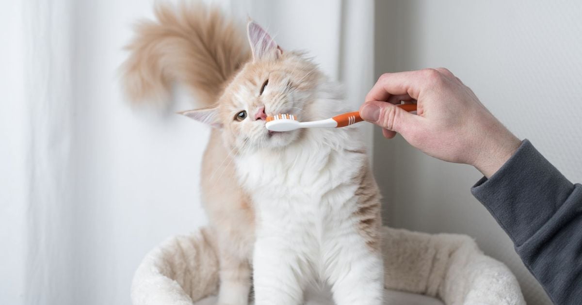 A Guide For Brushing Your Cat's Teeth Critter Culture