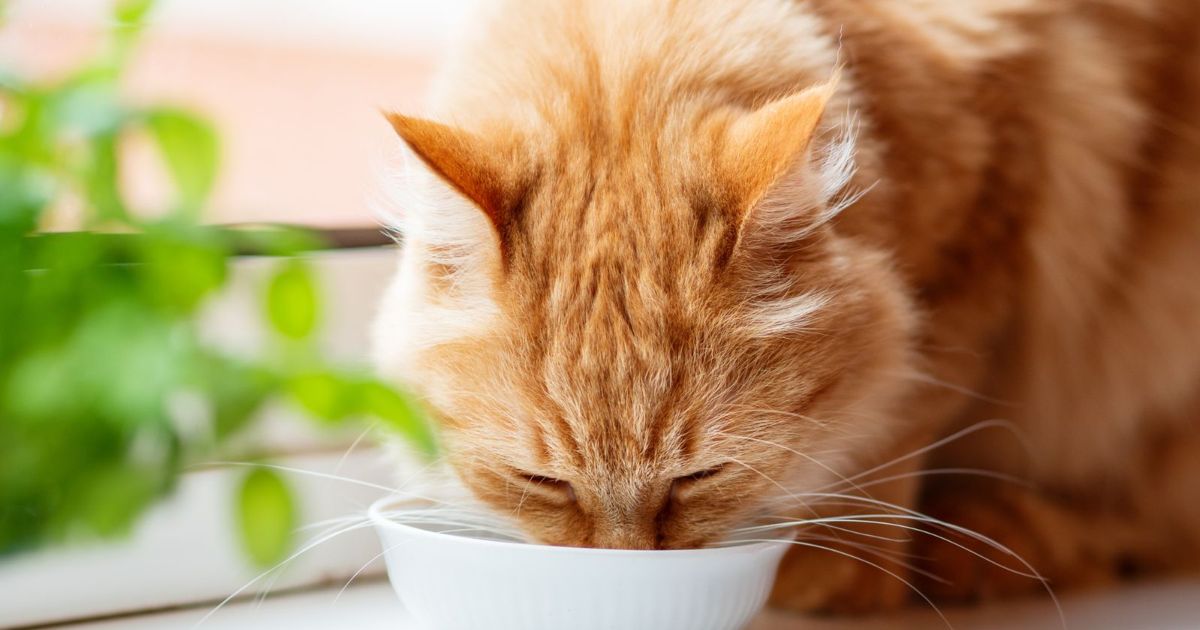 How to Recognize Kidney Failure in Cats Critter Culture