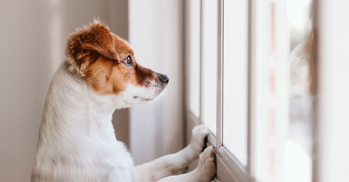 Here's How To Prepare for Leaving Your Dog Alone Critter Culture
