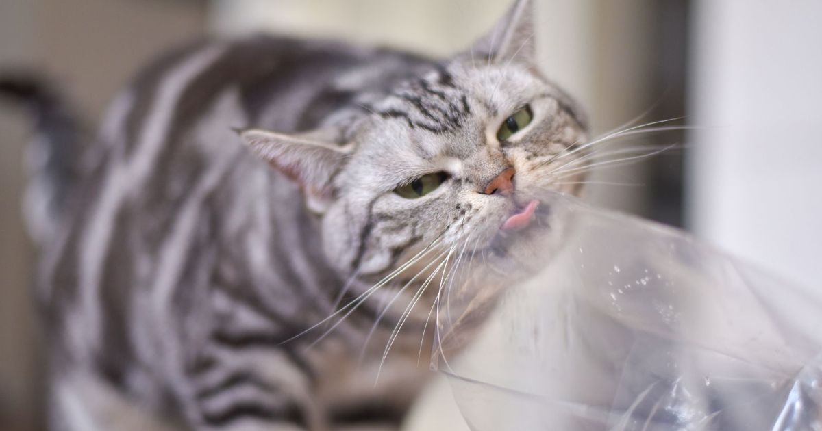 Why Do Some Cats Love to Lick Plastic? Critter Culture