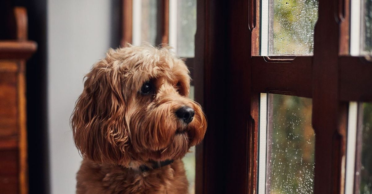Is it Okay to Leave Your Dog Alone at Home? Critter Culture