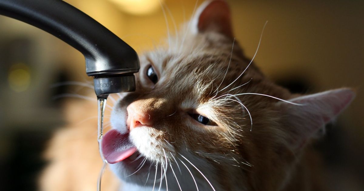 Why Is Your Cat Fixated With the Faucet? Critter Culture