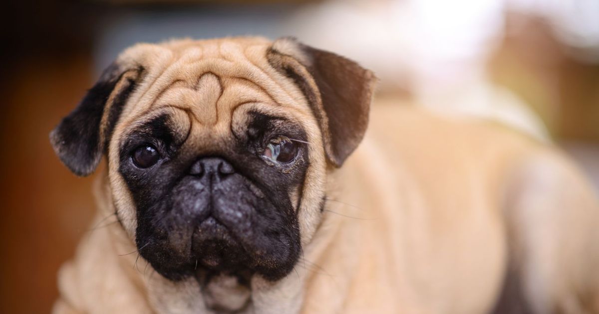 Why Does My Dog Have Eye Discharge? Critter Culture