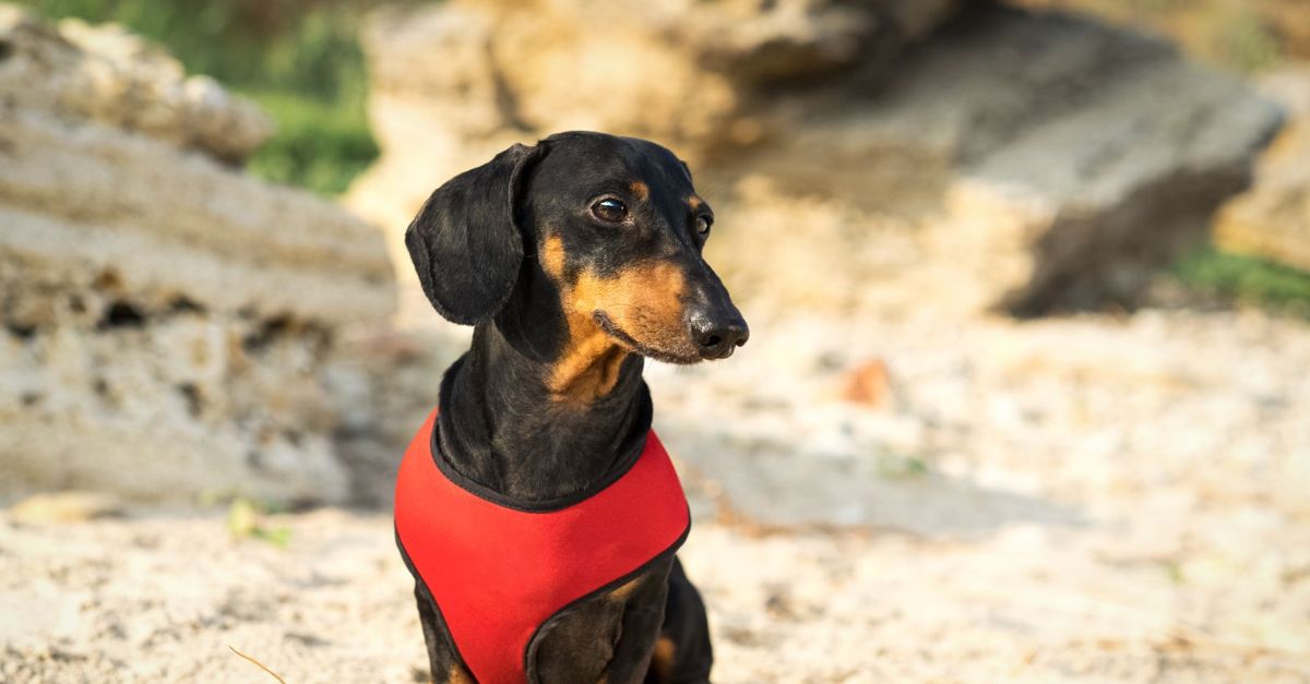 Is a Calming Vest Right for Your Dog? Critter Culture