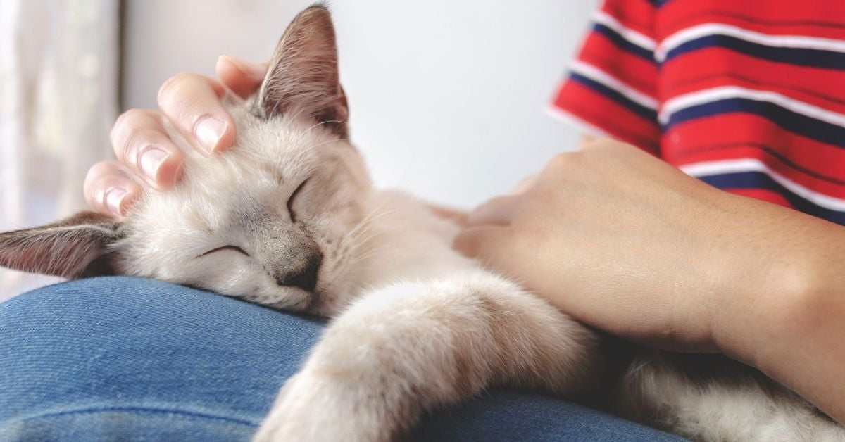 This Is Why Your Cat Sleeps on Top of You Critter Culture