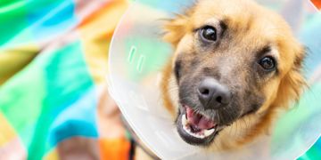 Aftercare Tips for a Pup With Stitches